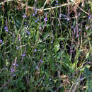Imagem de Verbena menthifolia Benth.