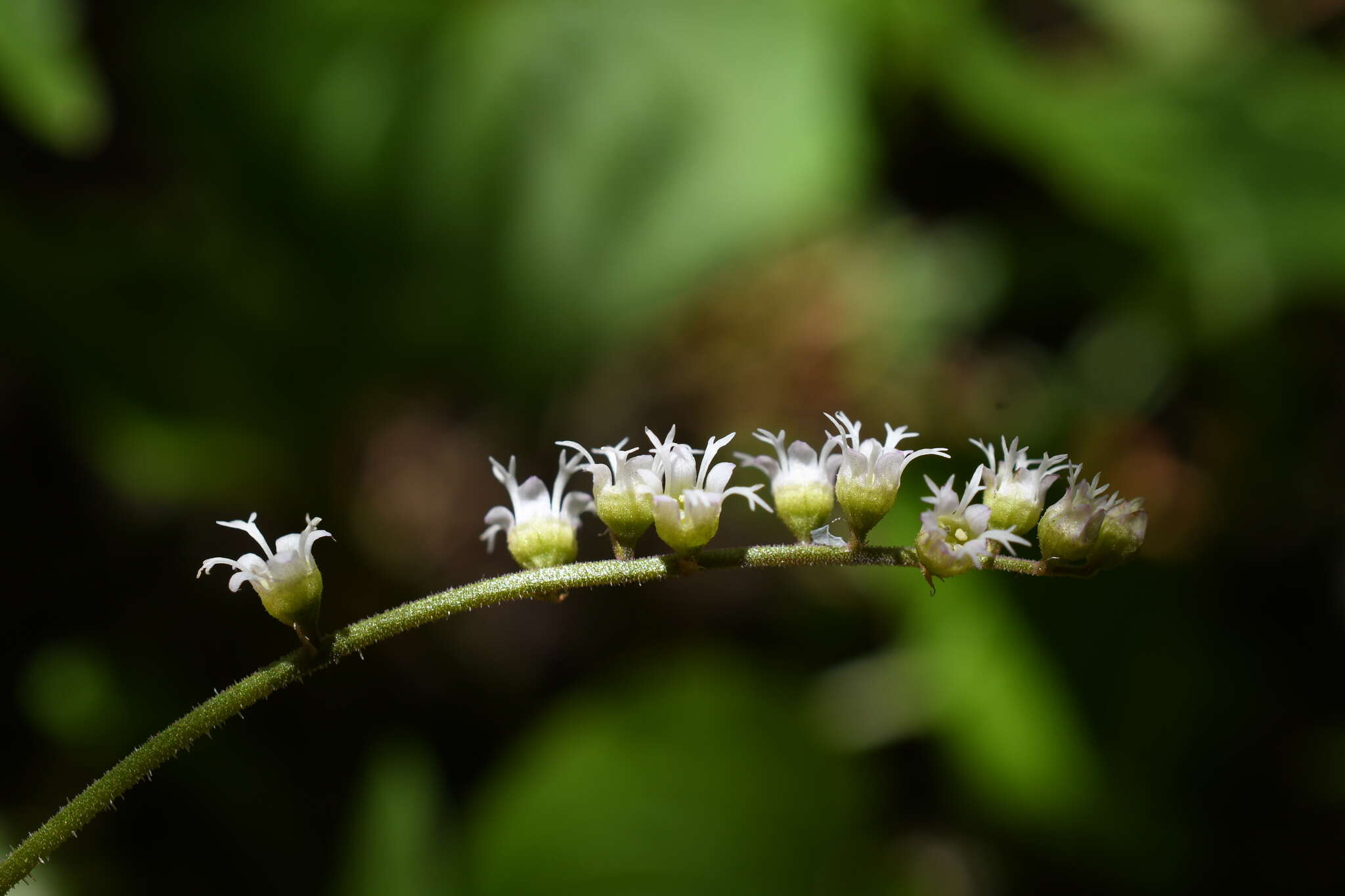 Image of threeparted miterwort