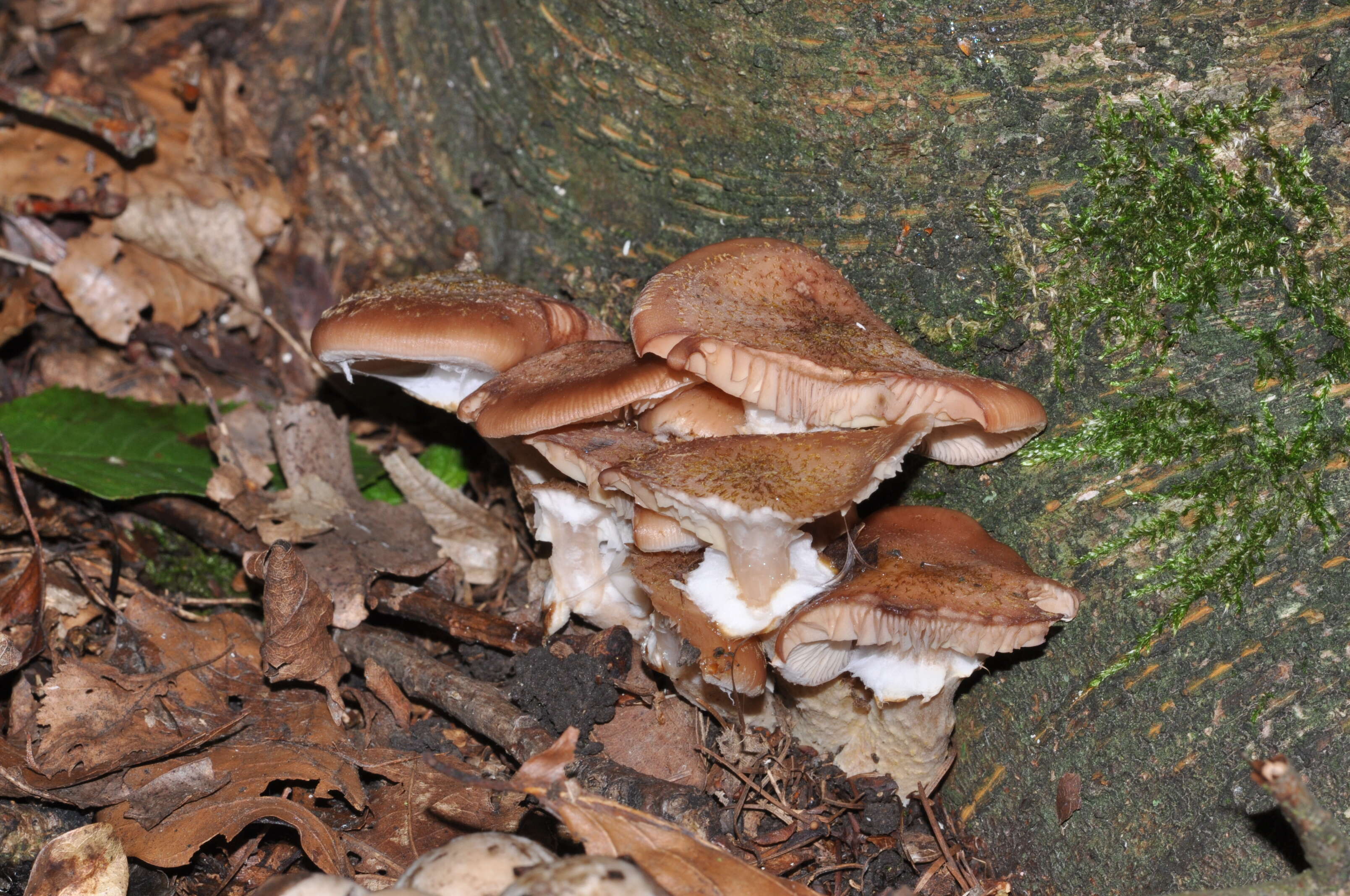 Image of Honey Fungus