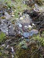 Image of Saxifraga paniculata subsp. cartilaginea (Willd.) D. A. Webb