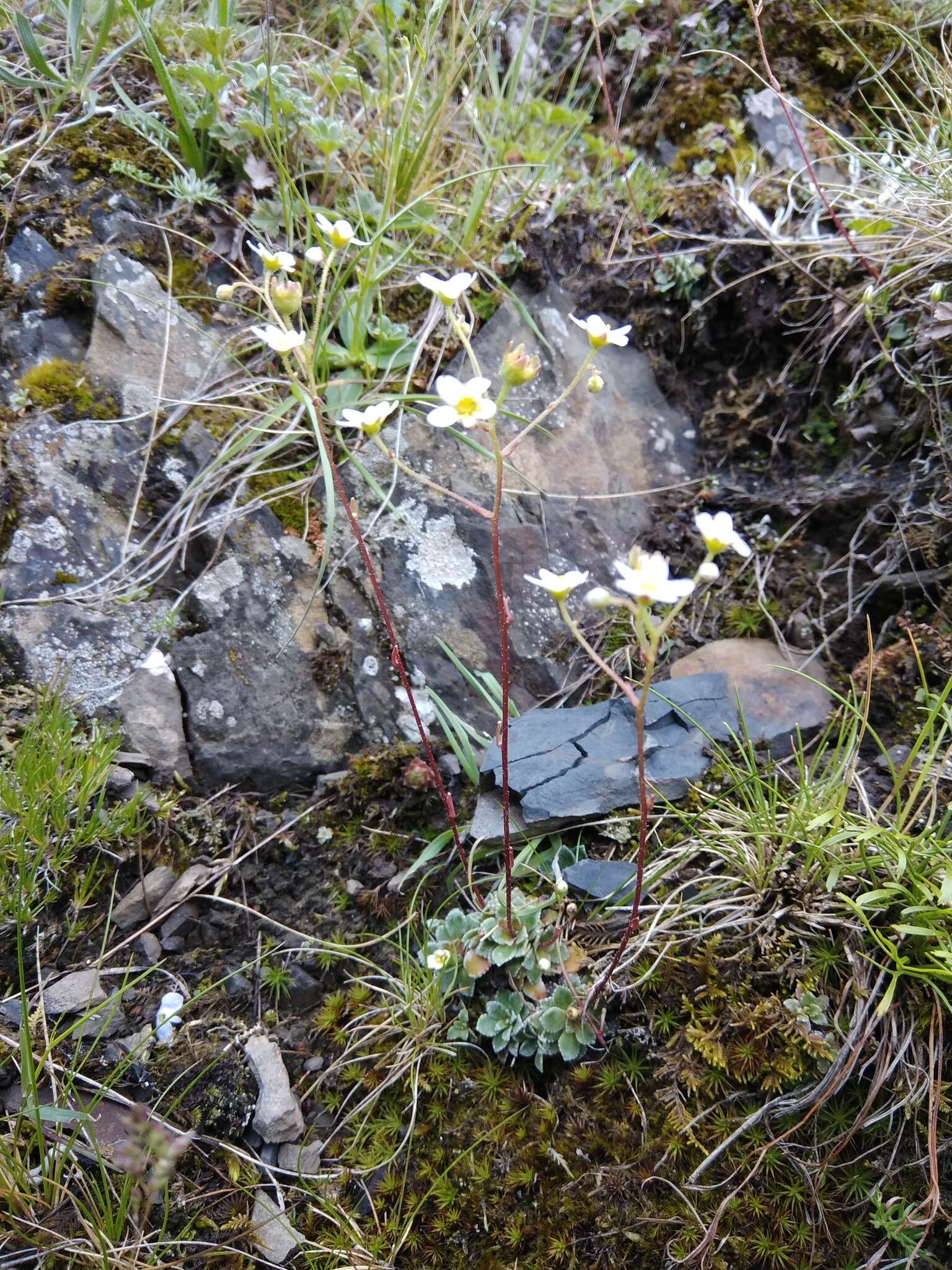 Image of Saxifraga paniculata subsp. cartilaginea (Willd.) D. A. Webb