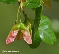 Imagem de Acer sempervirens L.