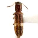 Image of Checkered beetle