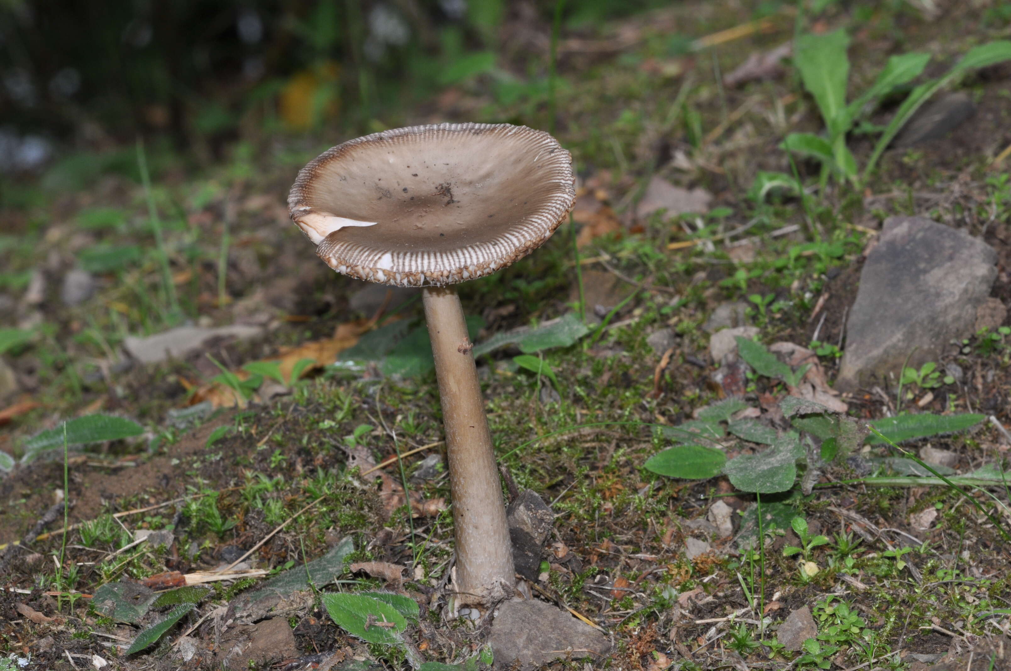 Image of Amanita vaginata (Bull.) Lam. 1783