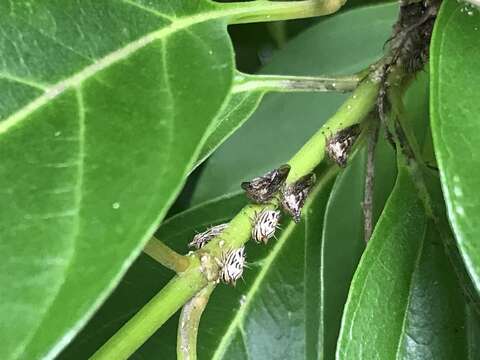 Image of Lantana Treehopper