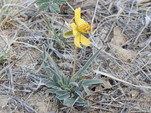 Senna pumilio (A. Gray) H. S. Irwin & Barneby resmi