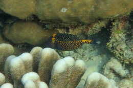 Image of Spotted boxfish