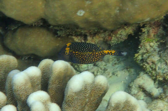 Image of Spotted boxfish