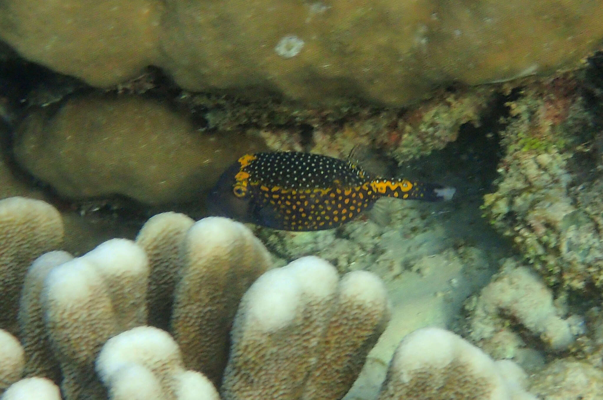 Image of Spotted boxfish