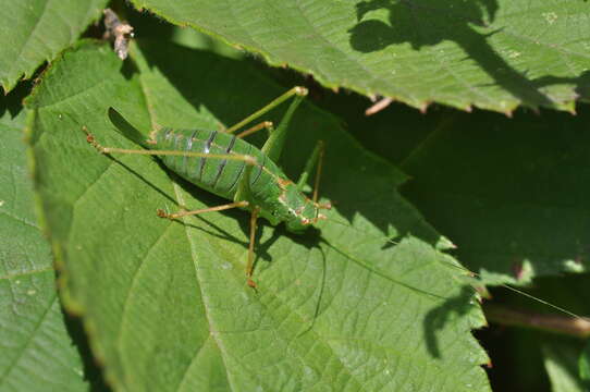 Image of speckled bush-cricket