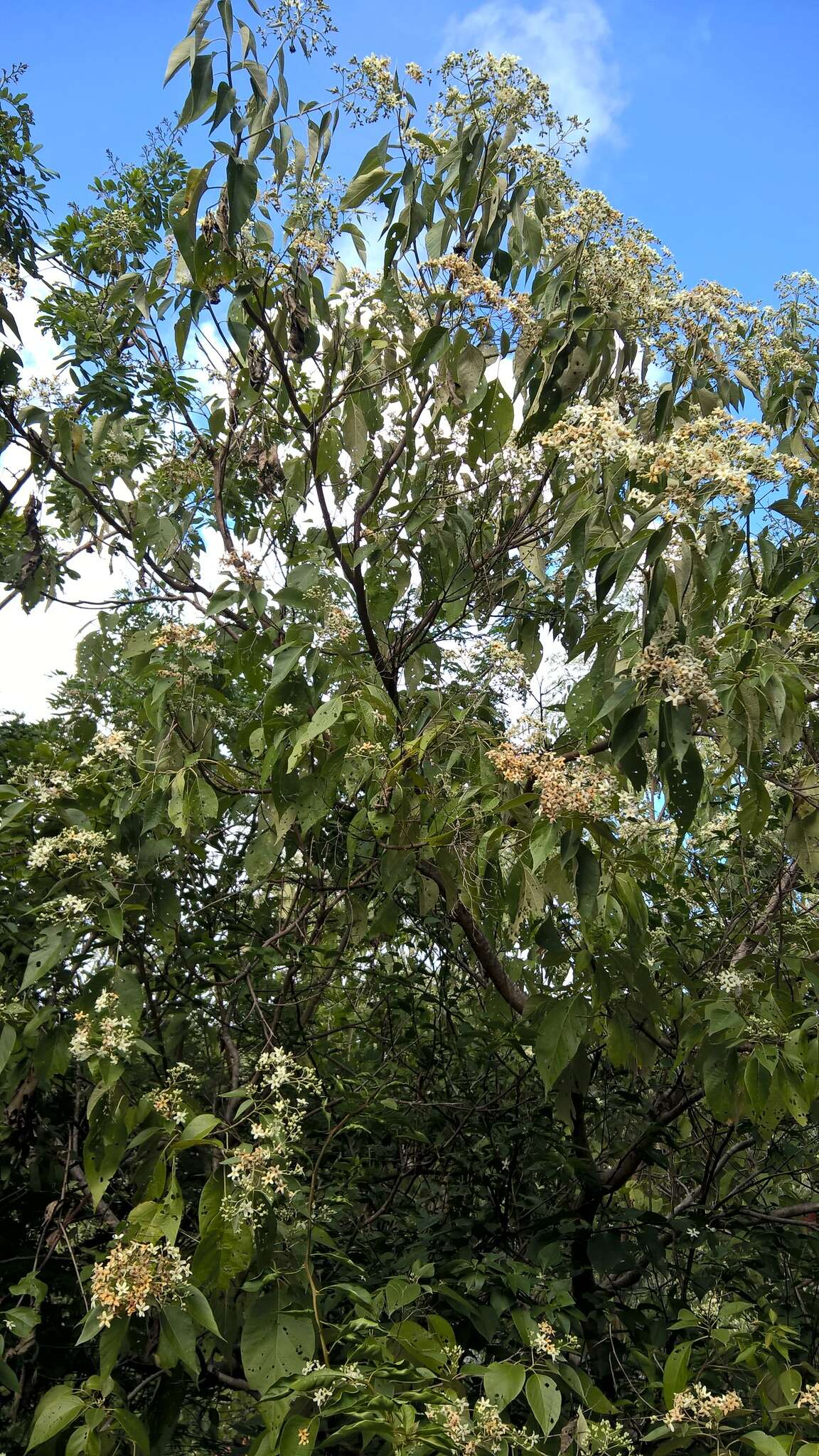 Image of Cordia elaeagnoides DC.