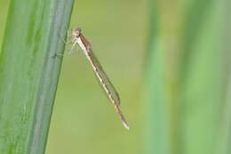 Image of Common Winter Damsel