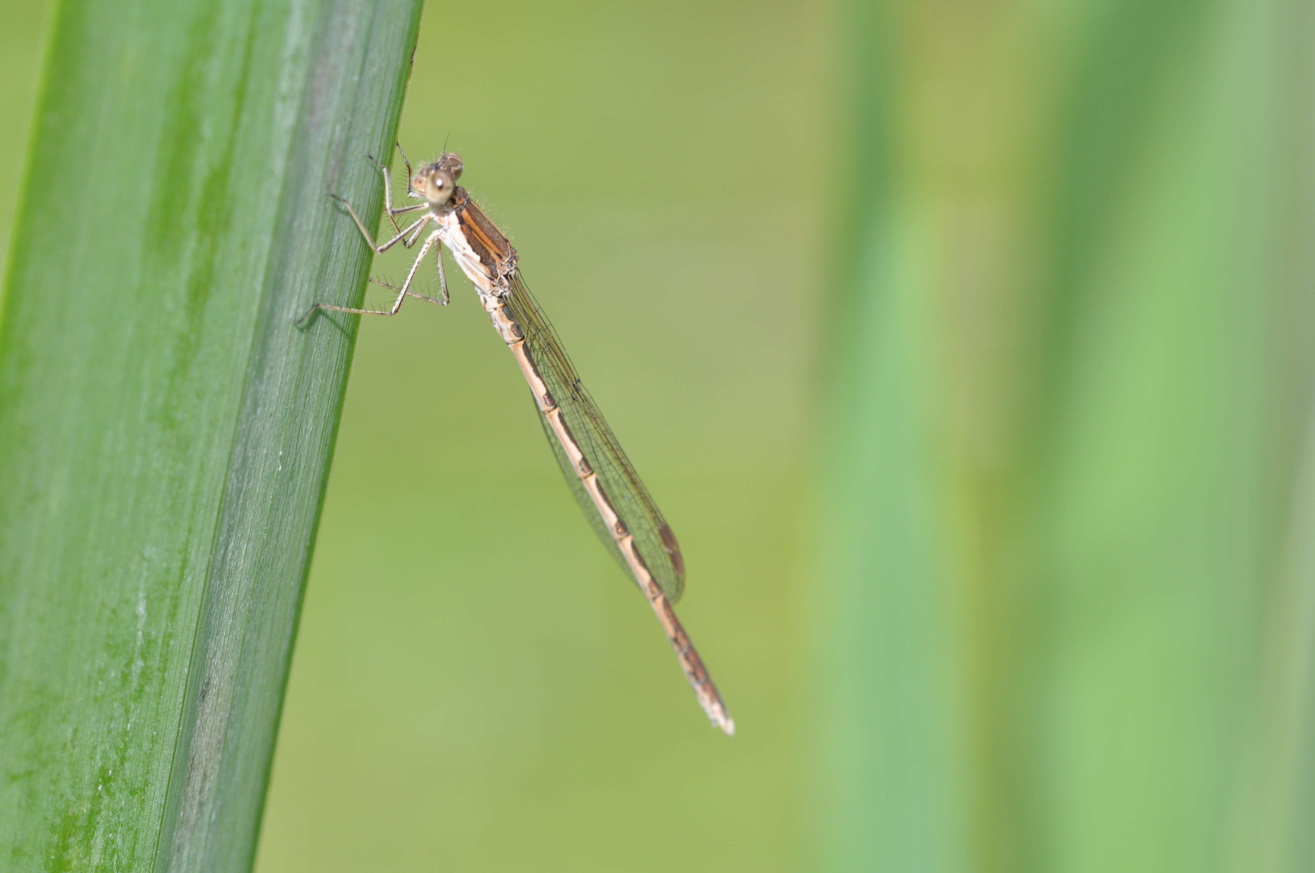 Image of Common Winter Damsel