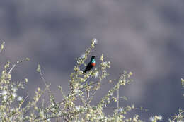 Image of Shining Sunbird