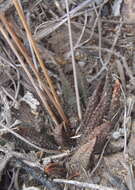 Image of Haworthiopsis scabra var. scabra