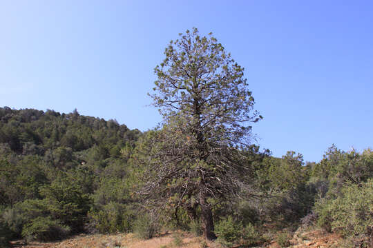 Image of Paiute cypress