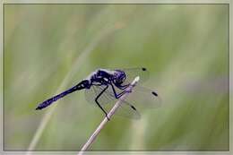 Image of black darter