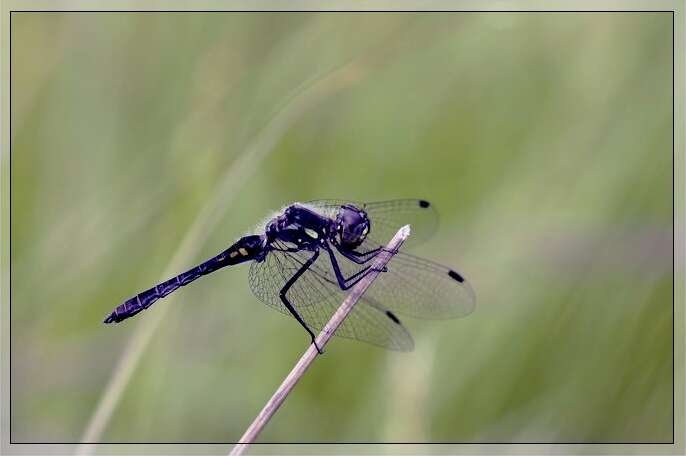 Image of black darter