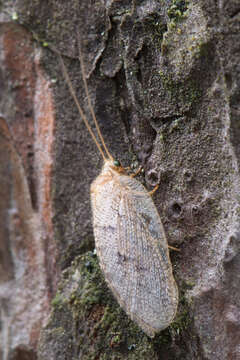 Image of Wesmaelius concinnus (Stephens 1836)