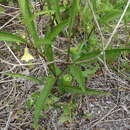 Image of coastal groundcherry