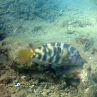 Image of Graphic tuskfish