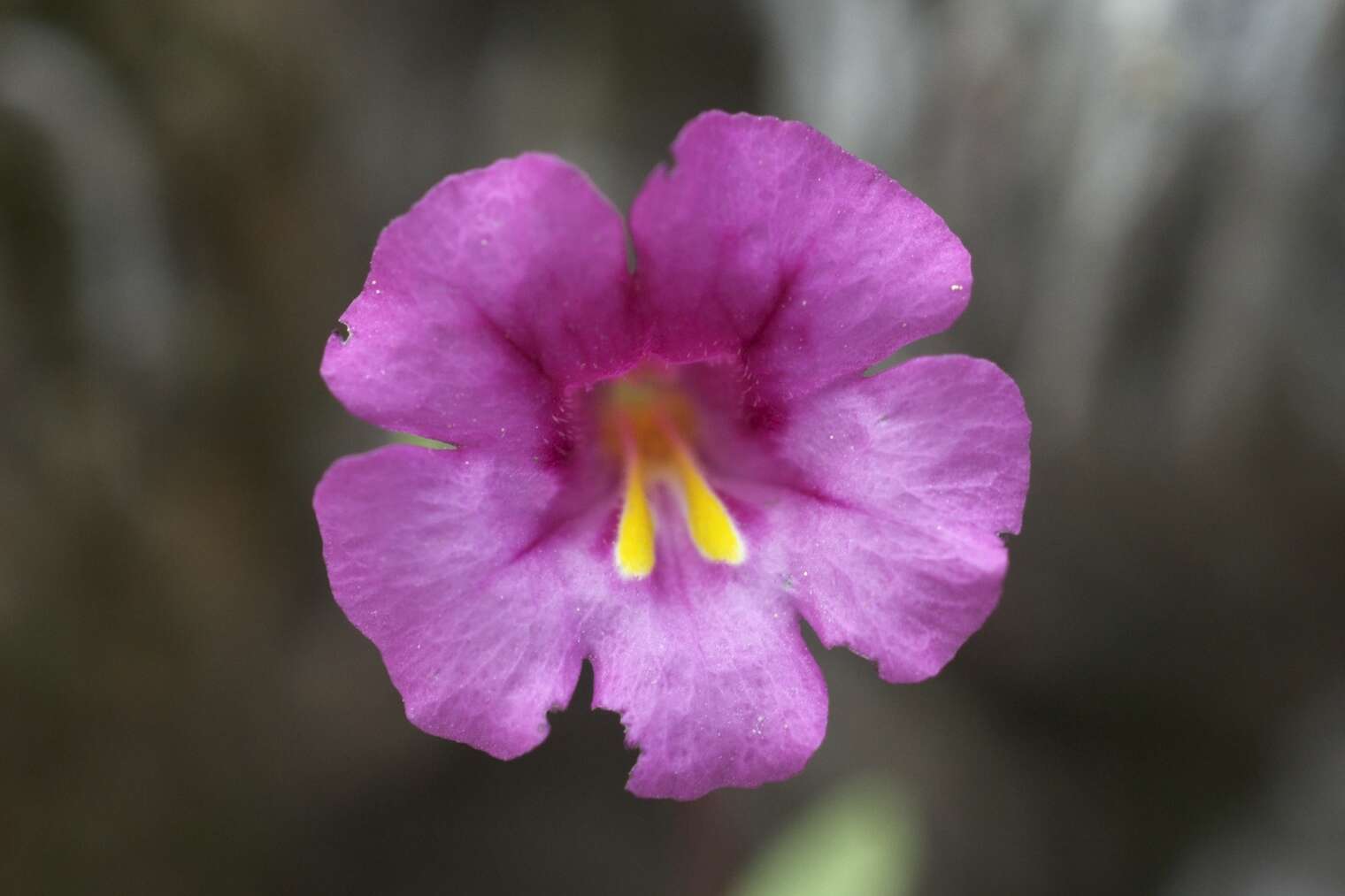 Plancia ëd Mimulus