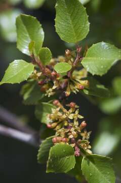 Imagem de Endotropis crocea subsp. ilicifolia (Kellogg) Hauenschild