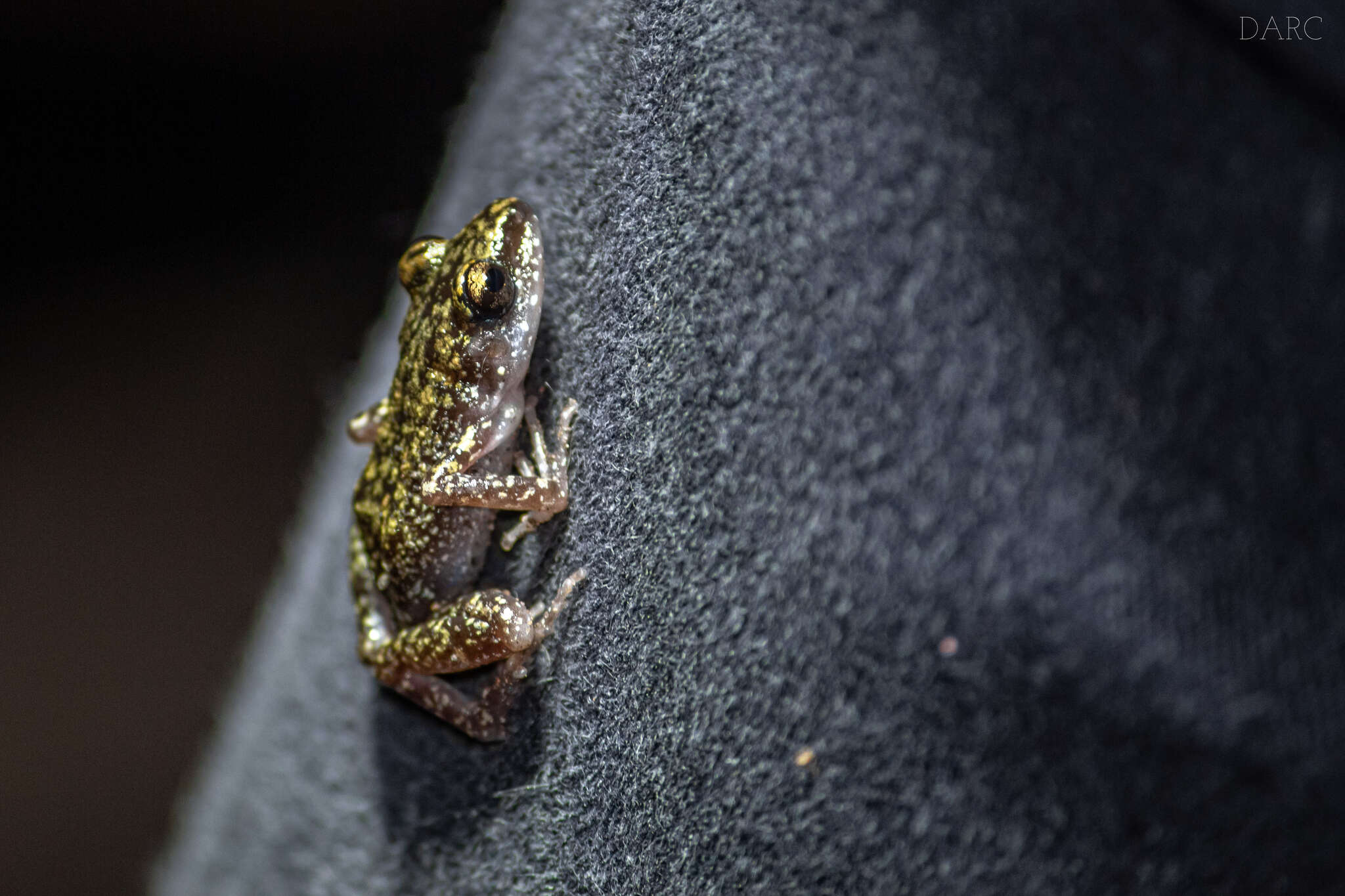 Image of Whistling Chirping Frog