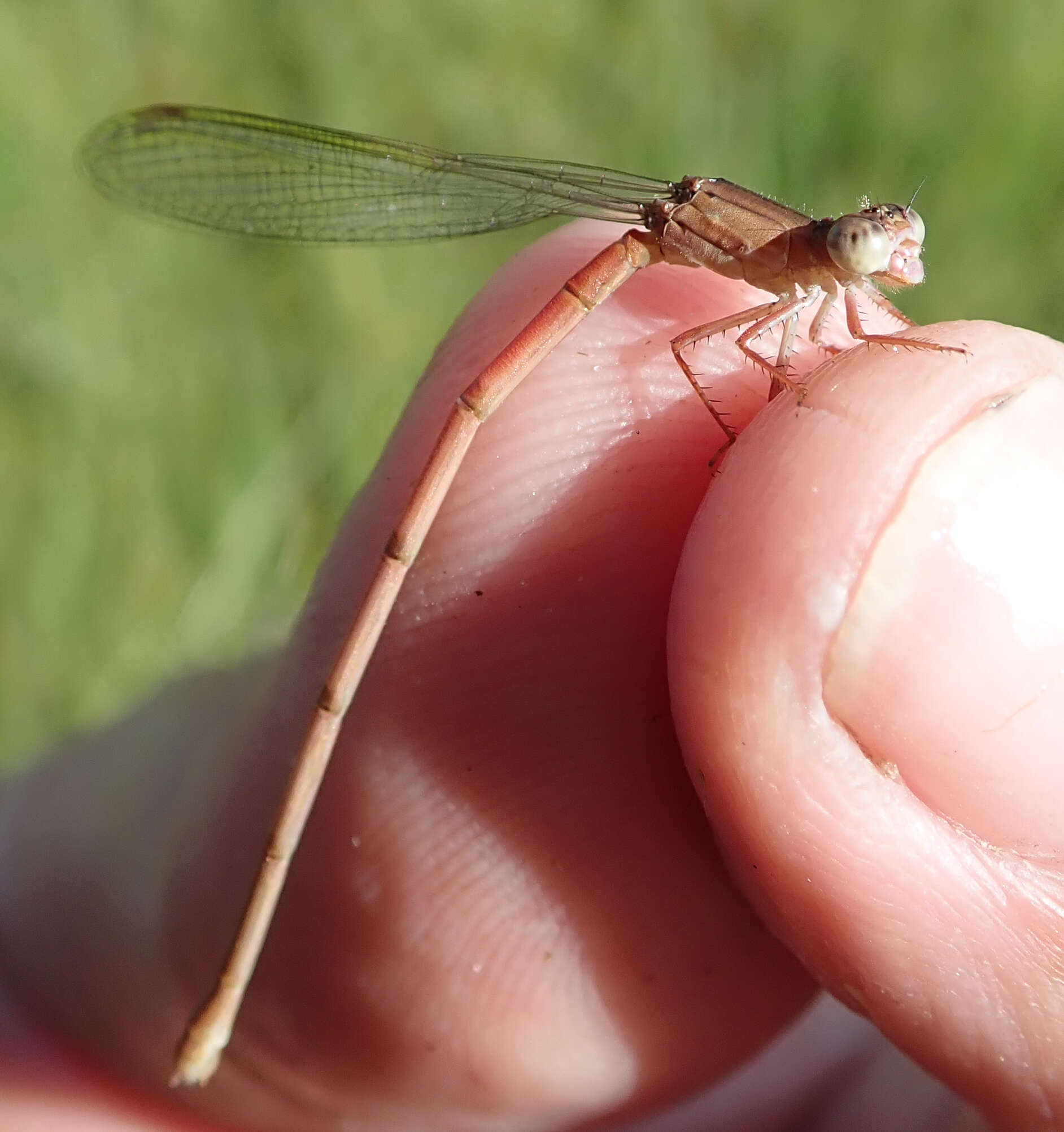 Image of Ceriagrion katamborae Pinhey 1961