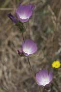 Image of fringed checkerbloom