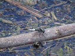 Leucorrhinia caudalis (Charpentier 1840) resmi