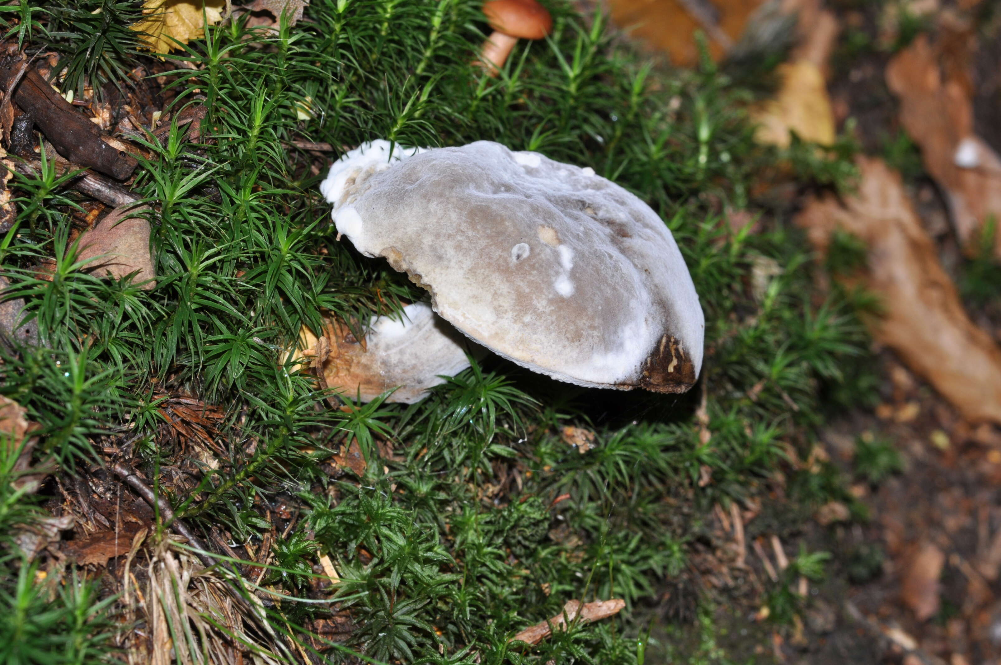 Image of Xerocomellus chrysenteron (Bull.) Šutara 2008