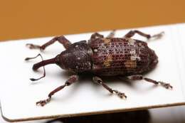 Image of Banded Pine Weevil