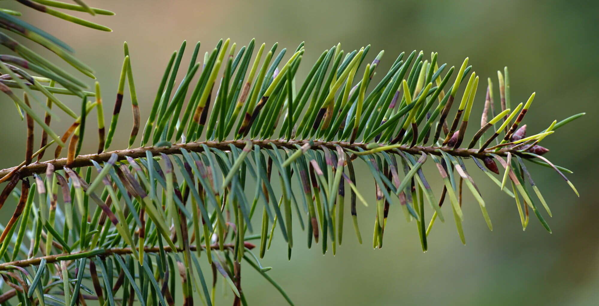 Image of Contarinia pseudotsugae Condrashoff 1961