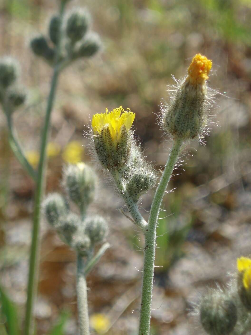 Image of Pilosella rothiana (Wallr.) F. W. Schultz & Sch. Bip.