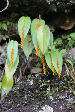 Image of Pleurothallis truncata Lindl.