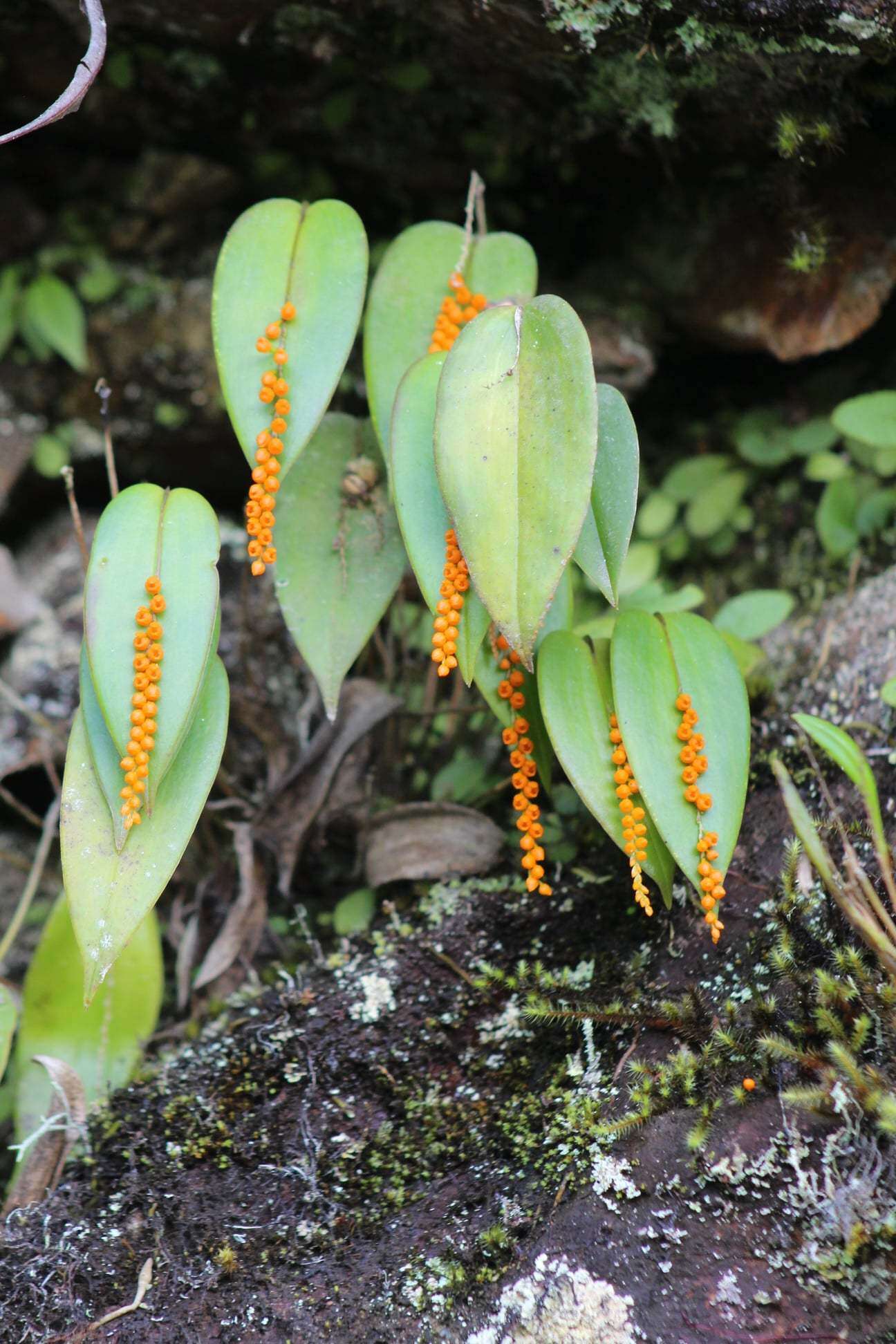 Imagem de Pleurothallis truncata Lindl.