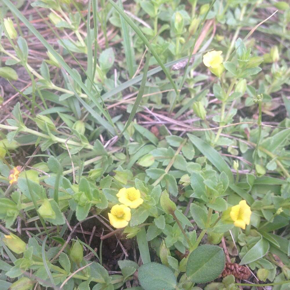 Mecardonia procumbens (Mill.) Small resmi