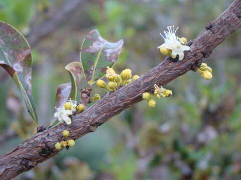 Image of Erythroxylum suberosum A. St.-Hil.