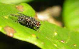 صورة Sarcophaga carnaria (Linnaeus 1758)