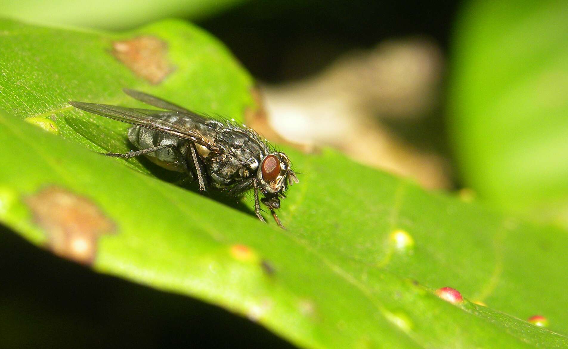 صورة Sarcophaga carnaria (Linnaeus 1758)