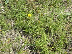 Image of Pentanema ensifolium (L.) D. Gut. Larr., Santos-Vicente, Anderb., E. Rico & M. M. Mart. Ort.