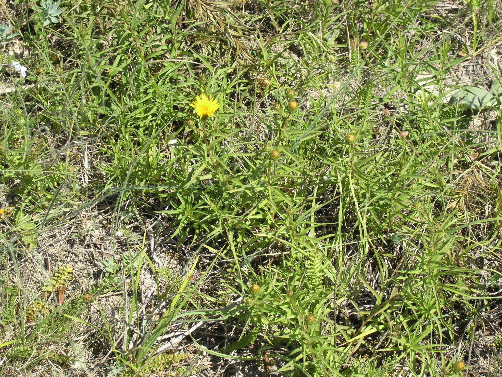 Imagem de Pentanema ensifolium (L.) D. Gut. Larr., Santos-Vicente, Anderb., E. Rico & M. M. Mart. Ort.