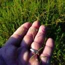 Image of prairie sandmat