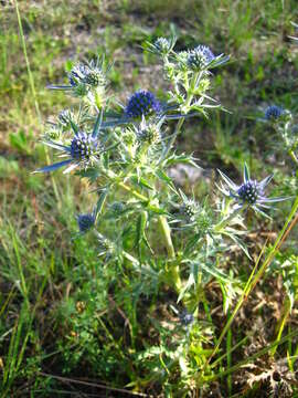 Image of amethyst eryngo