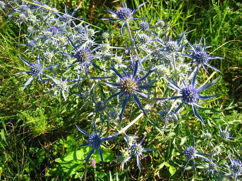 Image of amethyst eryngo