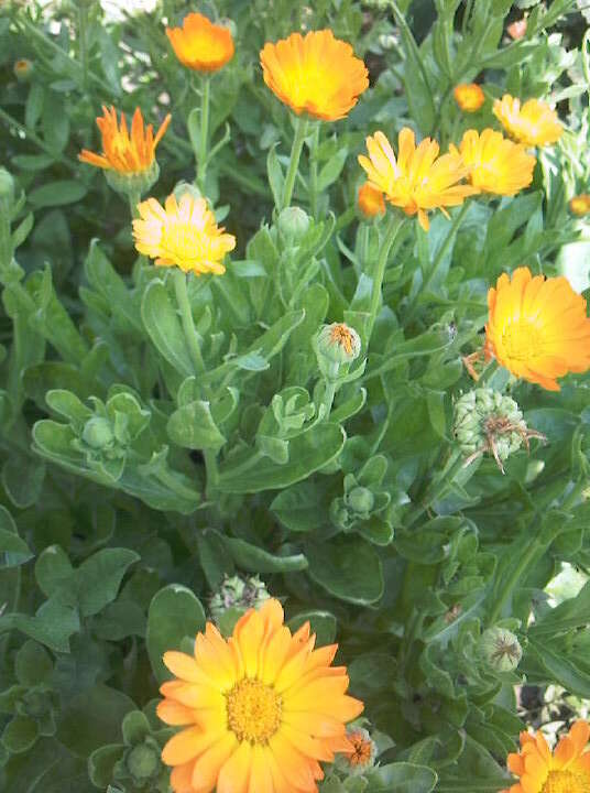 Image of pot marigold