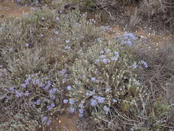 Image of Eriastrum densifolium subsp. patens (Hoover) S. J. De Groot