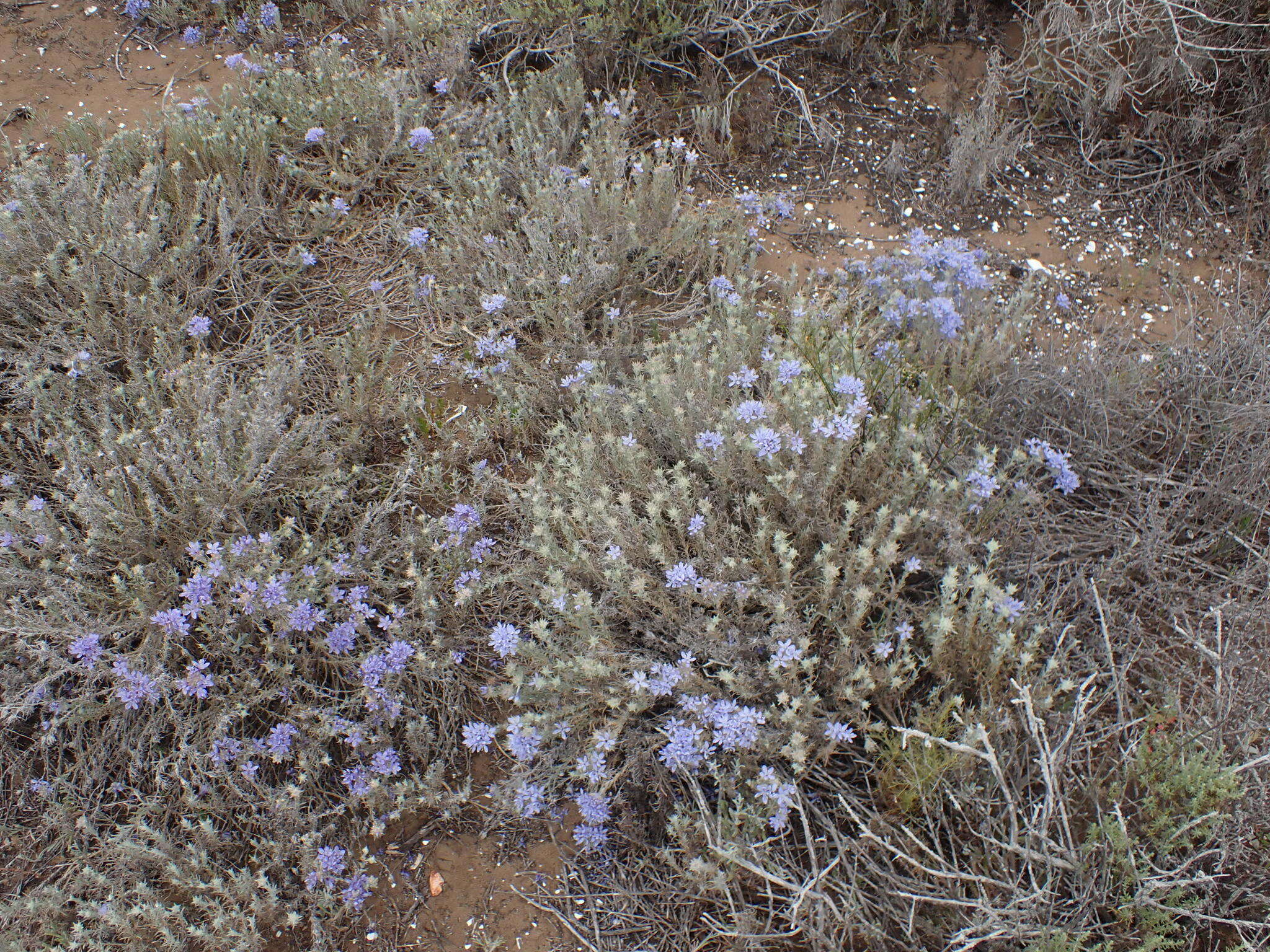 Imagem de Eriastrum densifolium subsp. patens (Hoover) S. J. De Groot