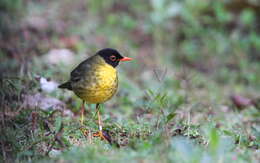 Image of Gould's Nightingale-Thrush